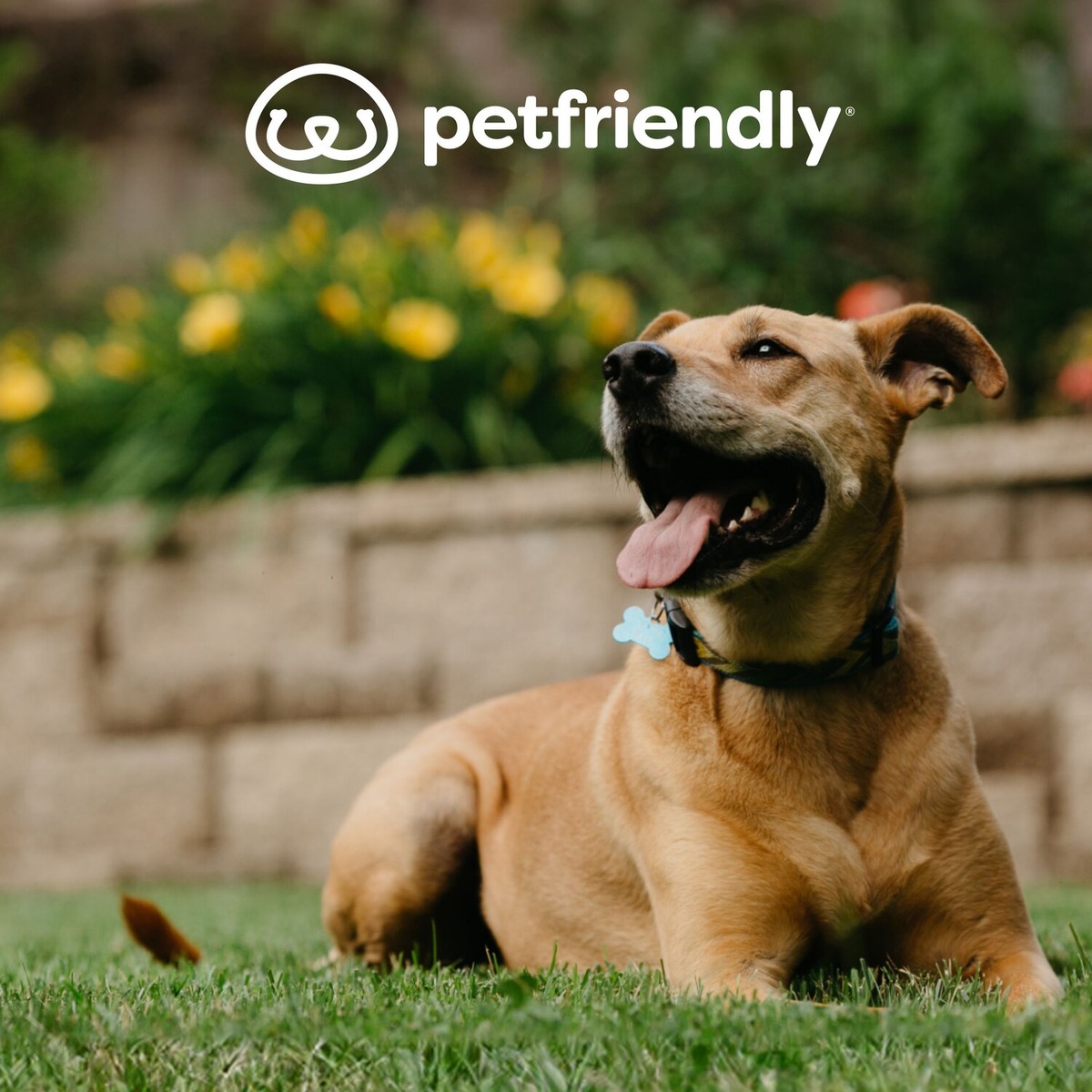 pet friendly product image